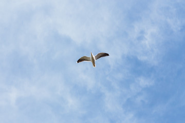 gaviota