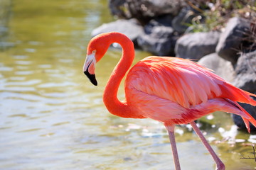 朱赤とピンクの羽が綺麗なベニイロフラミンゴ