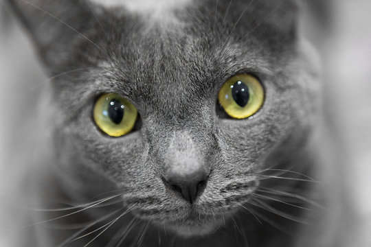 gato