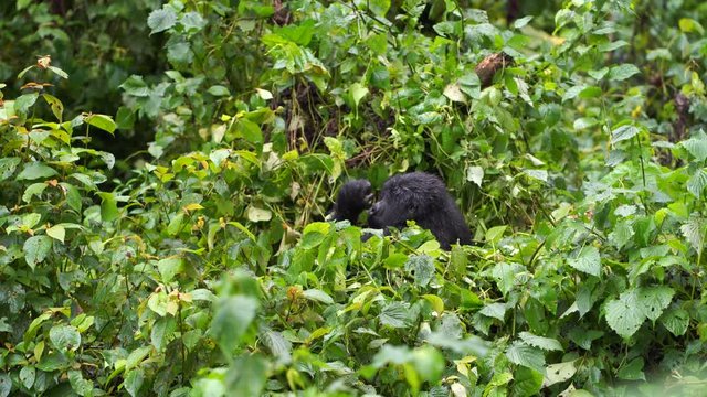 a gorilla hides baby, yawns and stretches in the wild deep in the jungle