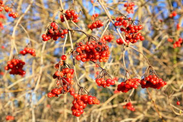 Red berries of a viburnum in sunny February