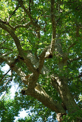 An age-old plane tree in the village of Shumnatitsa, Bulgaria.