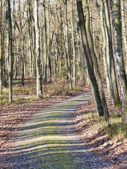 Obraz premium Słoneczny dzień w jesiennym parku