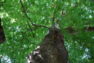 An age-old plane tree in the village of Shumnatitsa, Bulgaria.