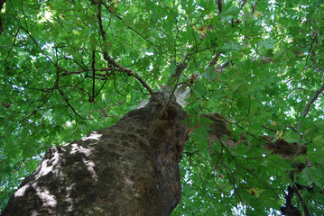 An age-old plane tree in the village of Shumnatitsa, Bulgaria.
