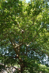 An age-old plane tree in the village of Shumnatitsa, Bulgaria.