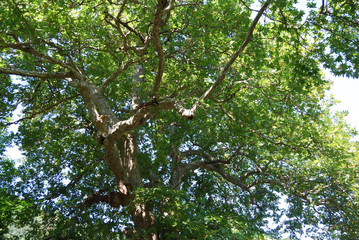 An age-old plane tree in the village of Shumnatitsa, Bulgaria.