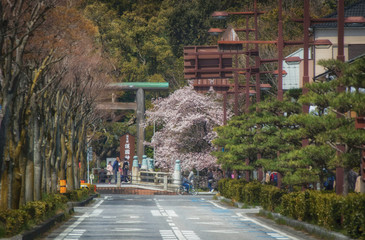 Naklejka premium 滋賀県彦根市の護国神社の鳥居が見える春景色と街並み