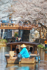 桜満開の滋賀県近江八幡市の八幡堀と屋形船がゆく春景色