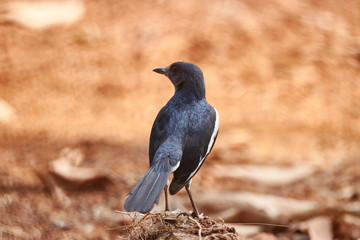 Birds