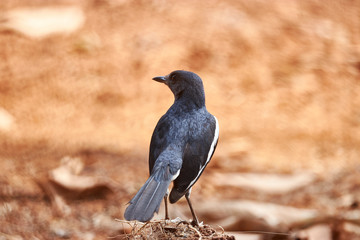 Obraz premium Birds