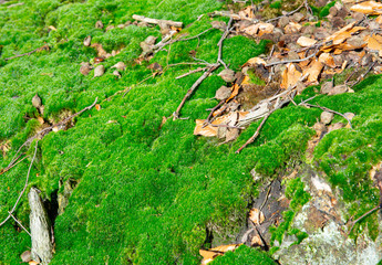 Lush green moss in a forest near Osnabrück, Germany