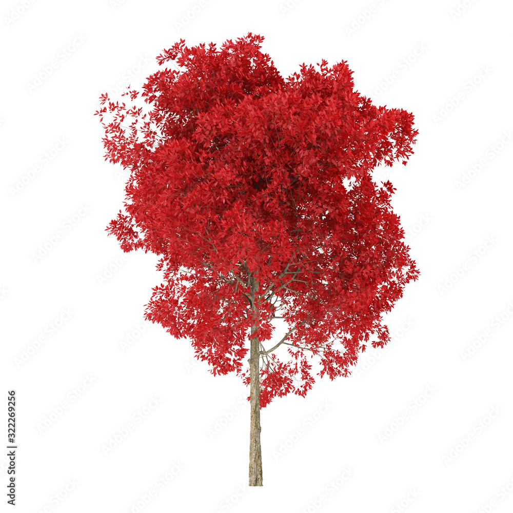 Wall mural tree on a white background. tree with red foliage. clipping path included. 3d rendering.