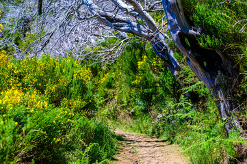 Beautiful hiking trail from Pico do Arieiro to Pico Ruivo, Madeira island. Footpath PR1 - Vereda do Areeiro. On summy summer day above the clouds. Portugal.
