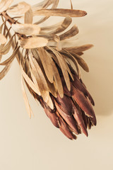One dry red protea flower on pastel beige background. Minimal tropical exotic floral composition.
