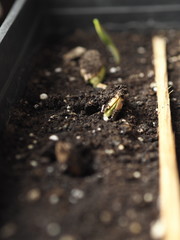 Agriculture, preparation for spring sowing. Seeds gave sprouts and roots.