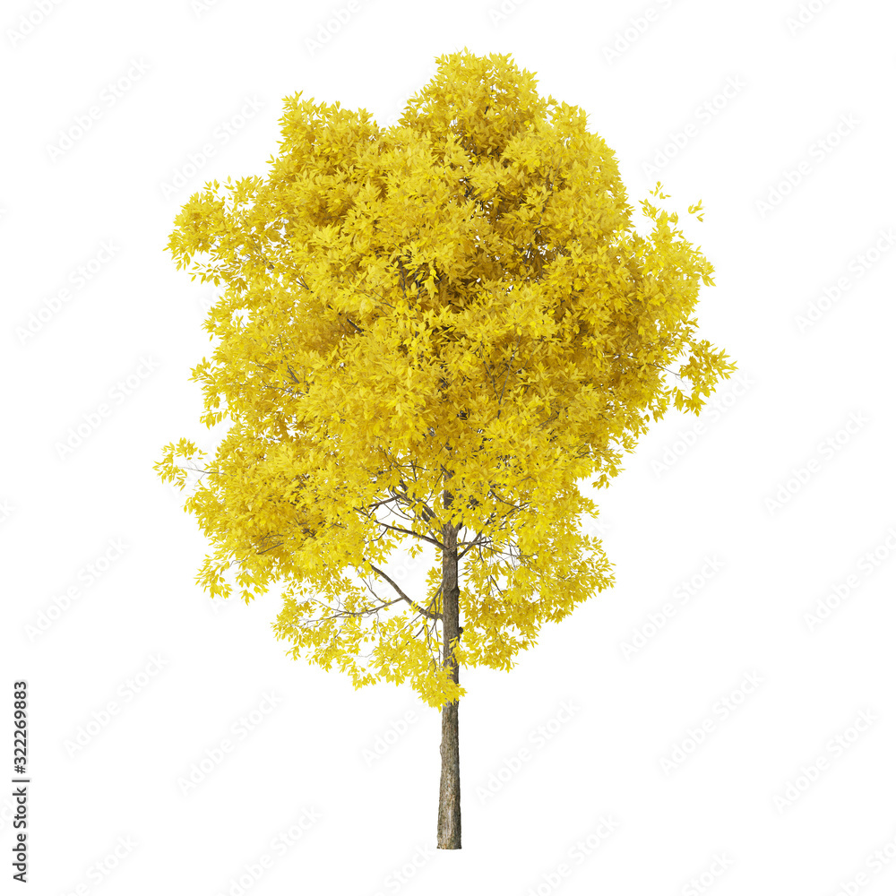 Wall mural tree on a white background. tree with yellow foliage. clipping path included. 3d rendering.