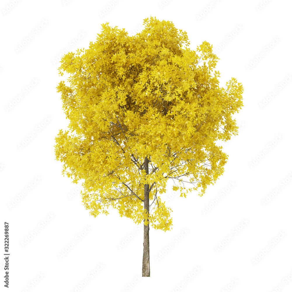Wall mural tree on a white background. tree with yellow foliage. clipping path included. 3d rendering.