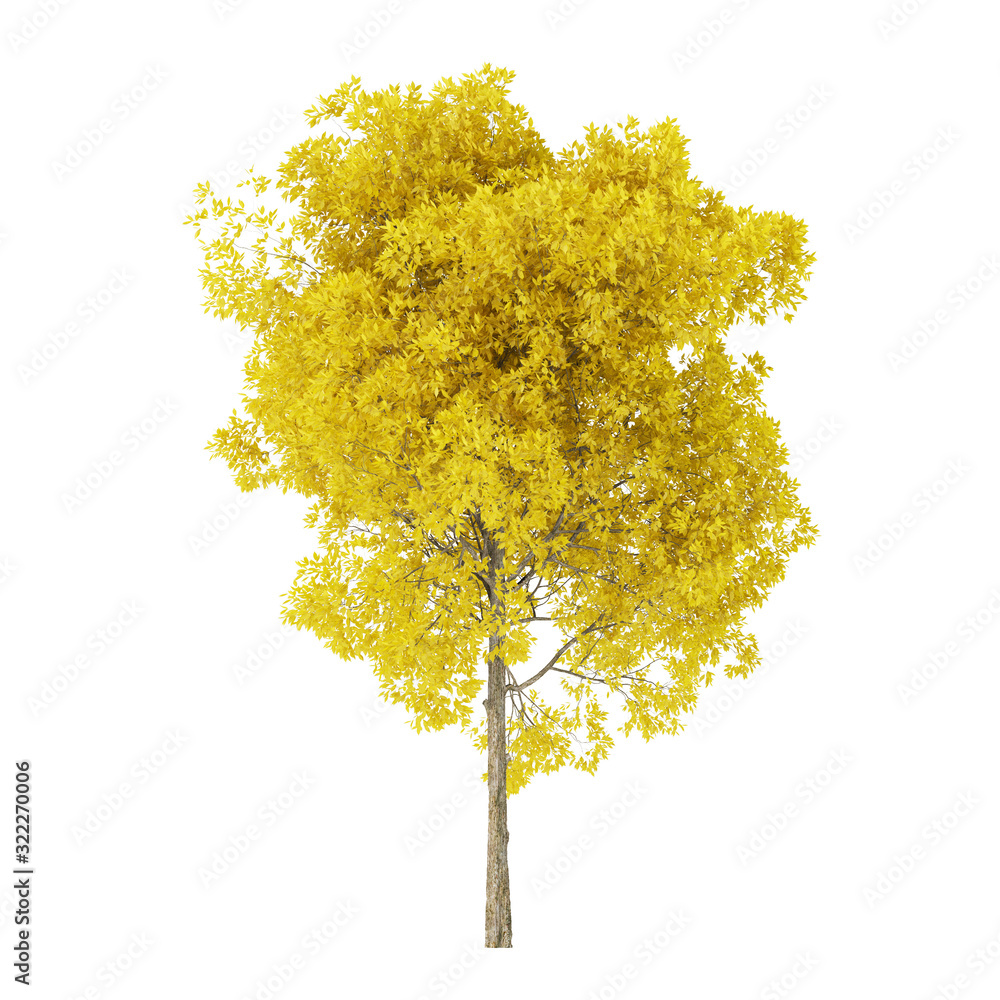 Wall mural tree on a white background. tree with yellow foliage. clipping path included. 3d rendering.