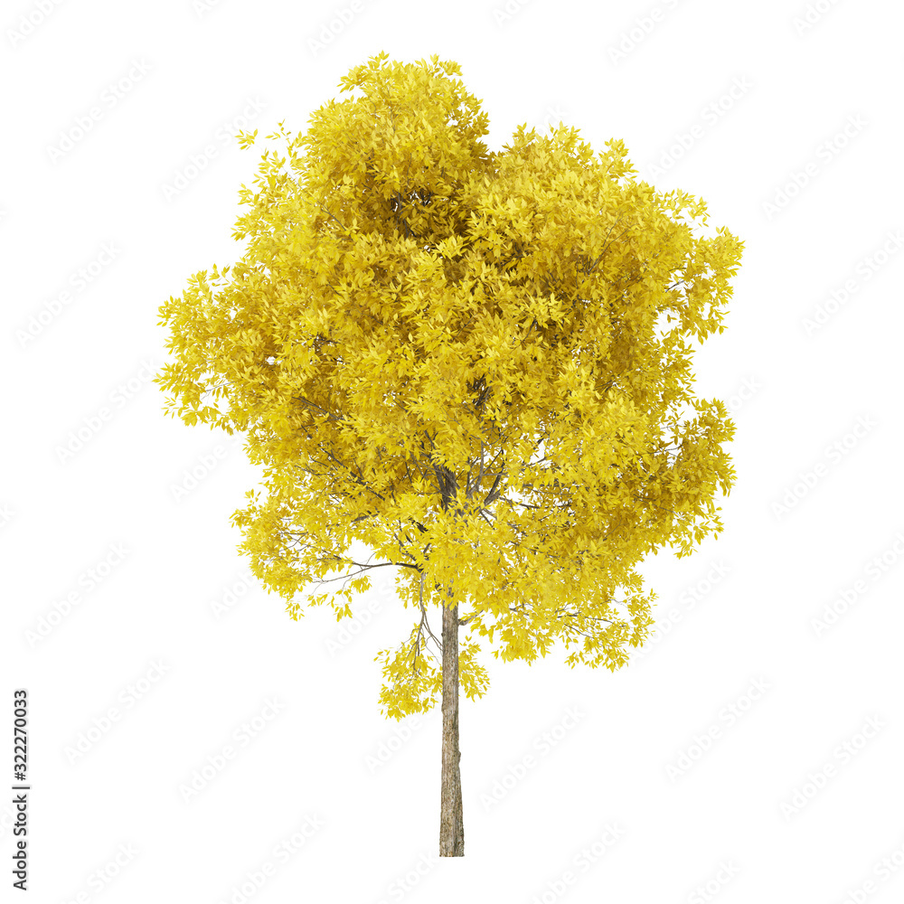 Wall mural tree on a white background. tree with yellow foliage. clipping path included. 3d rendering.