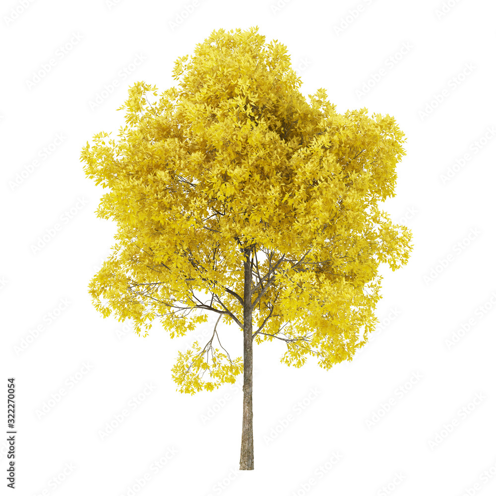 Wall mural tree on a white background. tree with yellow foliage. clipping path included. 3d rendering.