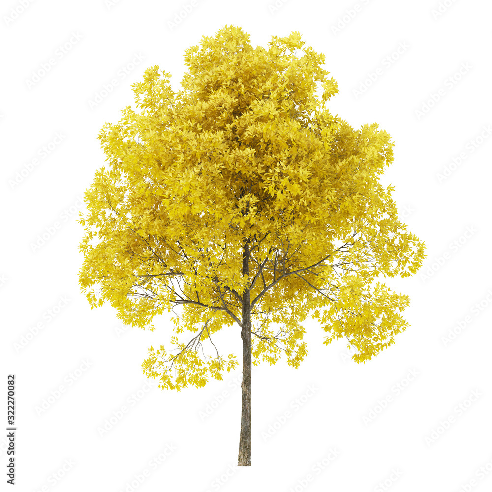 Wall mural tree on a white background. tree with yellow foliage. clipping path included. 3d rendering.