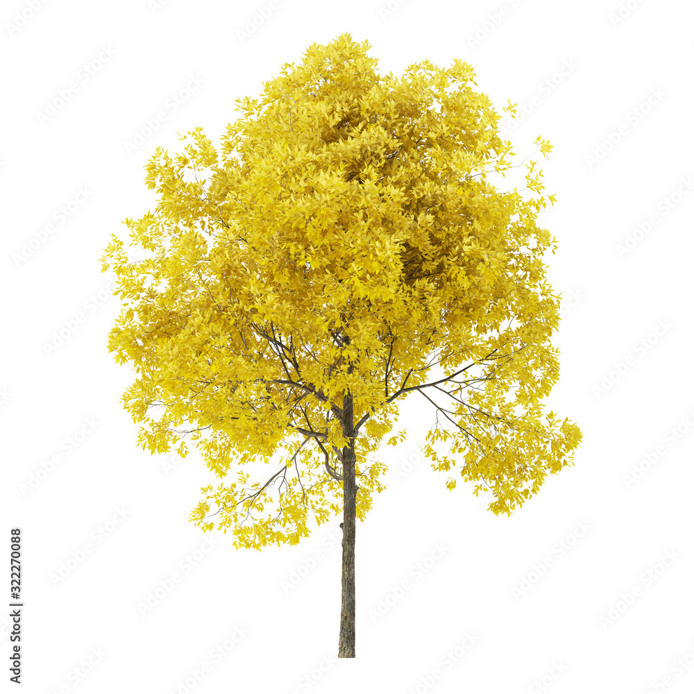 Wall mural tree on a white background. tree with yellow foliage. clipping path included. 3d rendering.