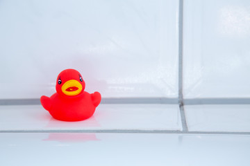 Gummi Enten und Krokodil, Seestern und Tintenfisch im Badezimmer