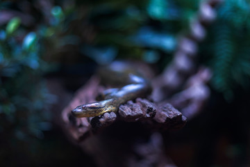 Close up shot of a snake crawling on a dead tree