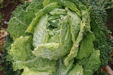 choux dans le jardin potager