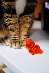 Fleur