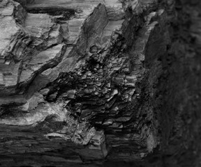 fossil wood, stone tree in black and white