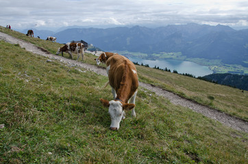 krowy alpejskie