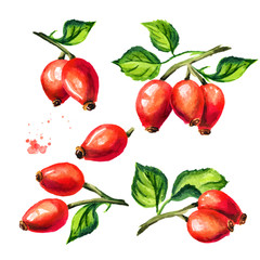 Branch of wild rose or Rosehips with green leaf set. Hand drawn watercolor illustration, isolated on white background