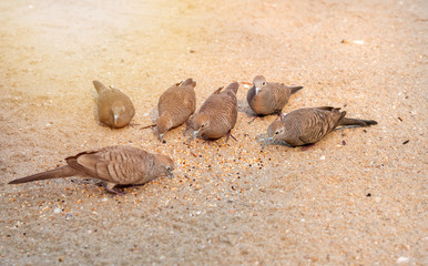 Fototapeta na wymiar Zebra Dove ,Peaceful Dove eating on beach