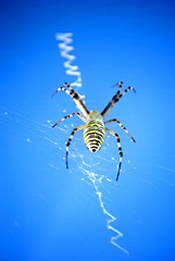 Araignée