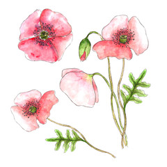 Illustration with beautiful red poppies isolated on a white background. Design for textiles, clothes, postcards, packaging.