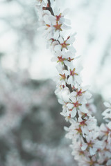 Naklejka premium Blossom spring nature