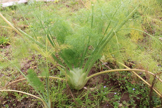 fenouil dans le jardin potager
