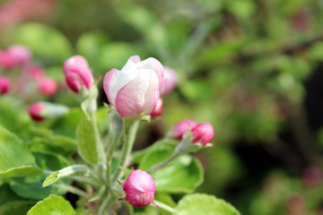 Macro photo of blooming apple tree flower