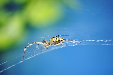 Araignée