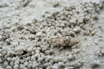 little white crab on sand closeup shot