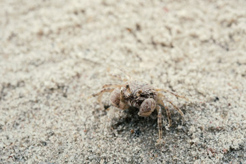 little white crab on sand closeup shot
