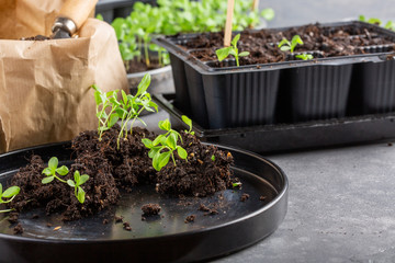 Dive flower sprouts into individual pots. Aster seedlings picking.  Sprout transplant. Springtime, gardening concept.