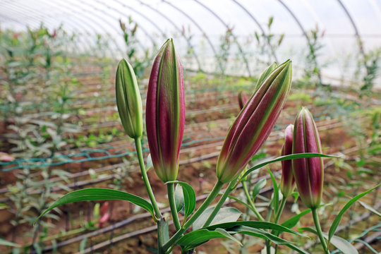 Lily buds in a greenhouses