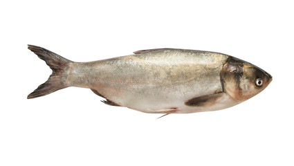 carp fish on a white background