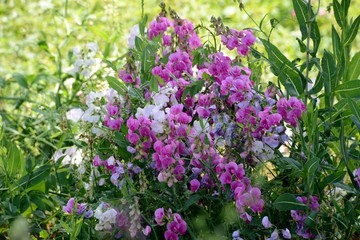 Obraz premium purple lathyrus flowers in nature