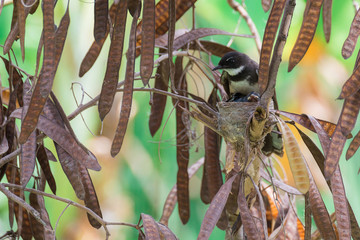 Fototapeta premium Baby birds In Nest (White-throated Fantail Flycatcher)