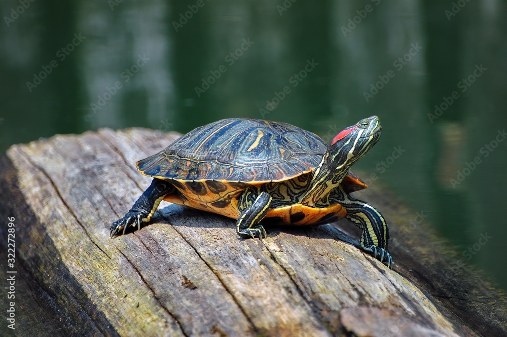 Canvas Prints Closeup of a Florida red-bellied cooter on tree lumber surrounded by water under the sunlight