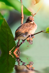 Baby birds waiting on their mother (Pycnonotus erythropthalmos)